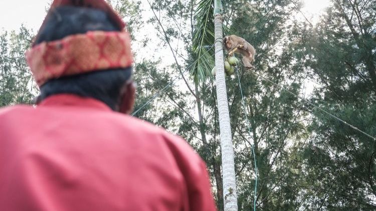 Keunikan Sekolah Tinggi Ilmu Beruk di Pariaman, Melatih Hewan Liar Menjadi Pemetik Kelapa Ulung