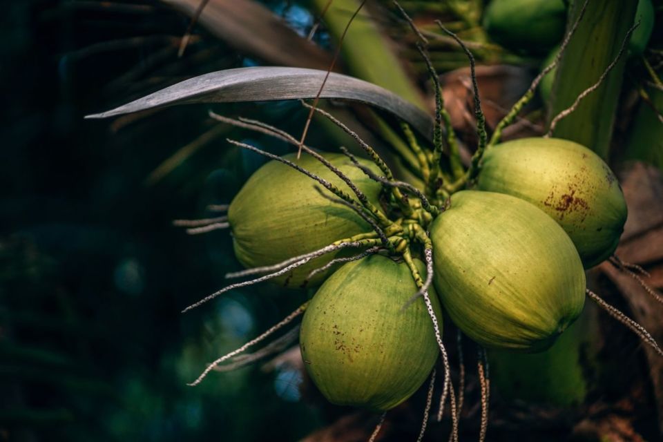 Keunikan Sekolah Tinggi Ilmu Beruk di Pariaman, Melatih Hewan Liar Menjadi Pemetik Kelapa Ulung