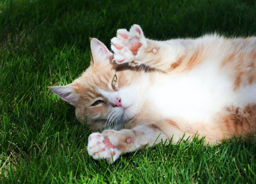 8 Perilaku Manusia yang Dibenci Kucing. Dia Bisa Kesepian dan Cemburu, lo!