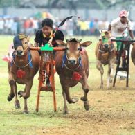 Merekam 5 Keunikan Karapan Sapi, Sebuah Tradisi Ekstrem Khas Masyarakat Madura