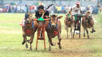 Merekam 5 Keunikan Karapan Sapi, Sebuah Tradisi Ekstrem Khas Masyarakat Madura