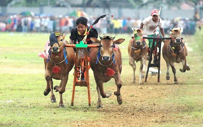 Merekam 5 Keunikan Karapan Sapi, Sebuah Tradisi Ekstrem Khas Masyarakat Madura