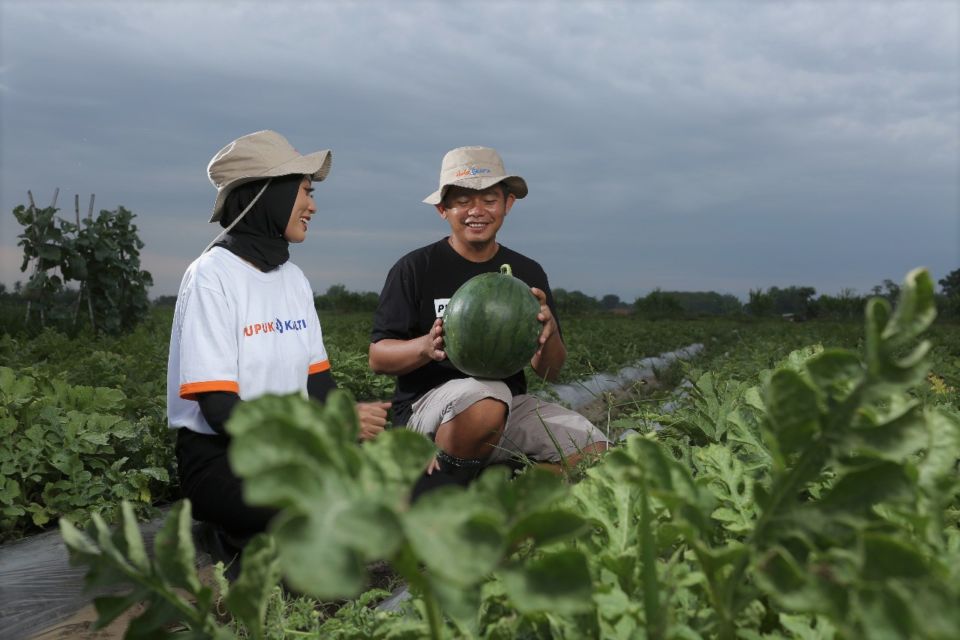 Sasar Petani Milenial, 'Program Makmur' Pupuk Kaltim Tingkatkan Produktivitas Semangka di Jember Hingga 117 Persen