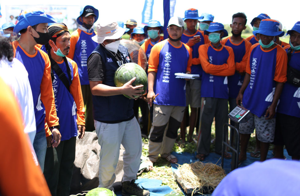 Sasar Petani Milenial, 'Program Makmur' Pupuk Kaltim Tingkatkan Produktivitas Semangka di Jember Hingga 117 Persen