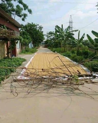 Menilik Kebiasaan Unik Menjemur Gabah di Jalan Umum, Bikin Serba Salah Kalau Mau Lewat