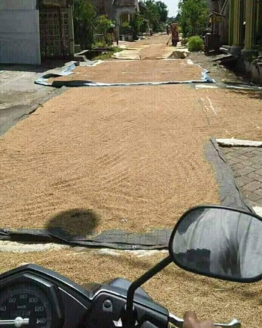 Menilik Kebiasaan Unik Menjemur Gabah di Jalan Umum, Bikin Serba Salah Kalau Mau Lewat