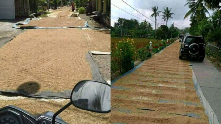 Menilik Kebiasaan Unik Menjemur Gabah di Jalan Umum, Bikin Serba Salah Kalau Mau Lewat