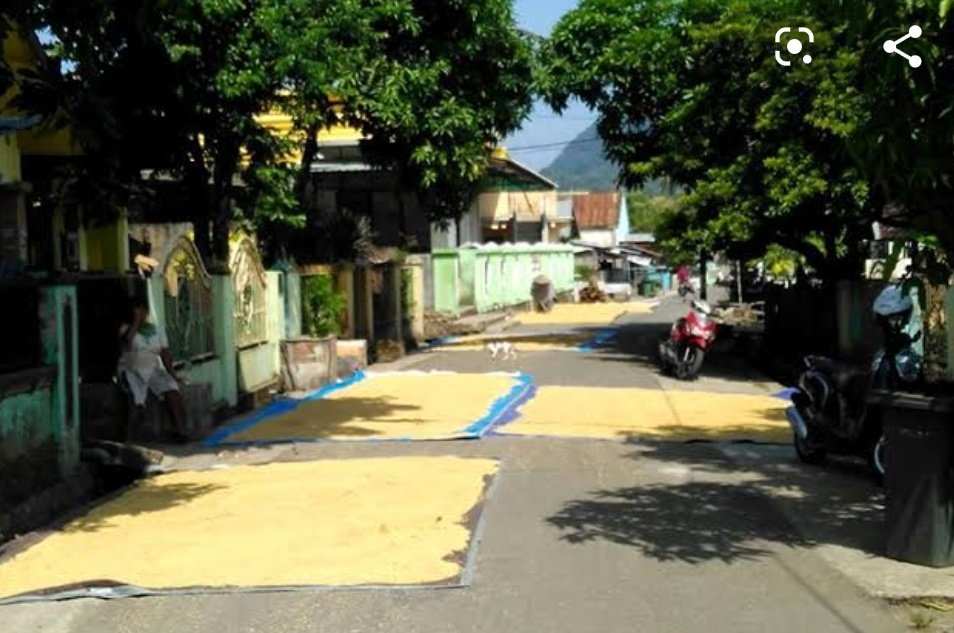 Menilik Kebiasaan Unik Menjemur Gabah di Jalan Umum, Bikin Serba Salah Kalau Mau Lewat