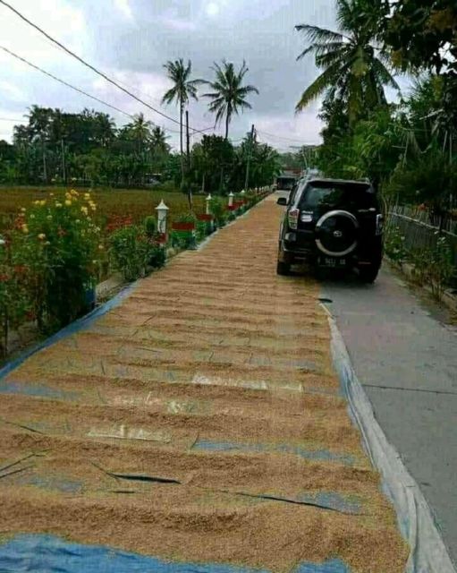 Menilik Kebiasaan Unik Menjemur Gabah di Jalan Umum, Bikin Serba Salah Kalau Mau Lewat