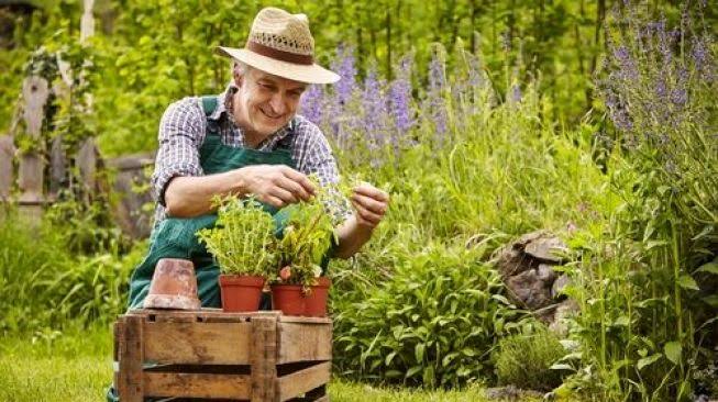 Harga Sayur Naik? Jangan Panik! Sayuran Ini Bisa Kamu Tanam Sendiri di Rumah