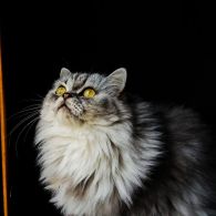 7 Cara Merawat Kucing Persia agar Sehat, Bebas Kutu, dan Lebat Bulunya