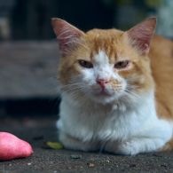 Layaknya Manusia Kucing juga Bisa Mengalami Keguguran, Kenali Tandanya!