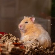 Sering Disebut Hamster Anggora, Begini 5 Cara Merawat Hamster Syrian Longhair!