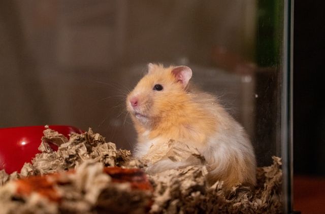 Sering Disebut Hamster Anggora, Begini 5 Cara Merawat Hamster Syrian Longhair!