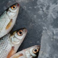 5 Bagian Ikan yang Sering Dibuang, tapi Ternyata Punya Gizi yang Baik dan Enak