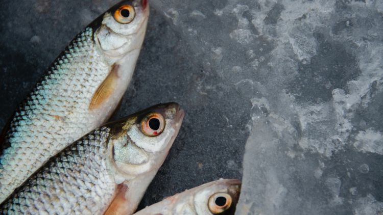 5 Bagian Ikan yang Sering Dibuang, tapi Ternyata Punya Gizi yang Baik dan Enak