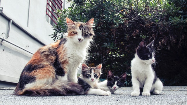 Mengenal Sterilisasi Kucing untuk Mencegahnya Berkembang Biak. Bahaya Nggak, sih?