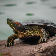 Jarang Diketahui, 5 Kiat Merawat Kura-Kura Brazil Penuh Kasih Sayang Bagi Pemula