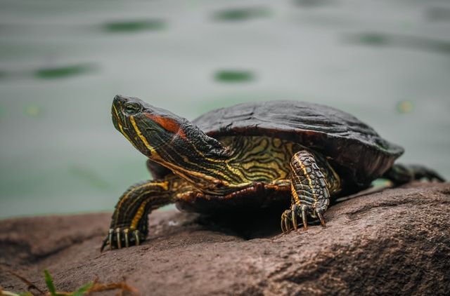 Jarang Diketahui, 5 Kiat Merawat Kura-Kura Brazil Penuh Kasih Sayang Bagi Pemula