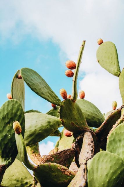 Prickly pear 