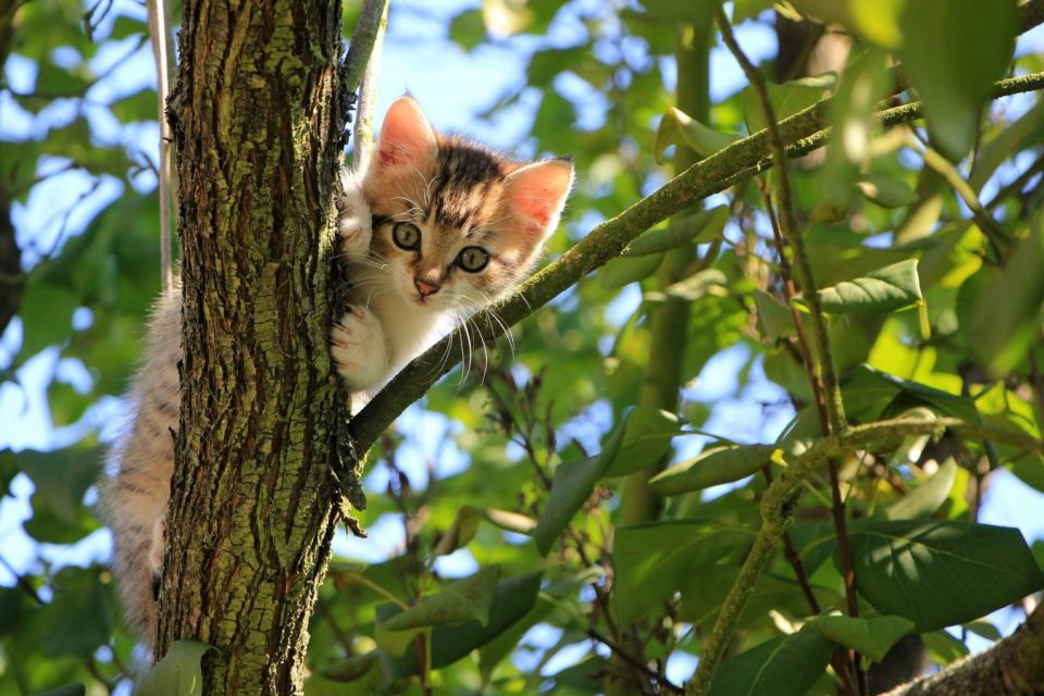 Kucing di atas pohon