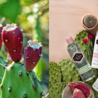 Mengenal Prickly Pear, Kandungan Skincare yang Punya Kemampuan Anti Aging