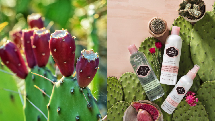 Mengenal Prickly Pear, Kandungan Skincare yang Punya Kemampuan Anti Aging