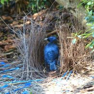 Belajar Memikat Hati Wanita Dari Bower Bird, Burung Endemik Papua