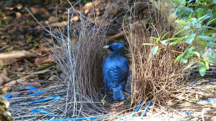 Belajar Memikat Hati Wanita Dari Bower Bird, Burung Endemik Papua