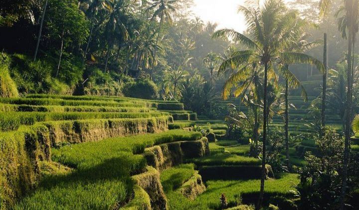 5 Destinasi Wisata Bali yang Wajib Dikunjungi, Nuansa Alamnya Dapat Banget!