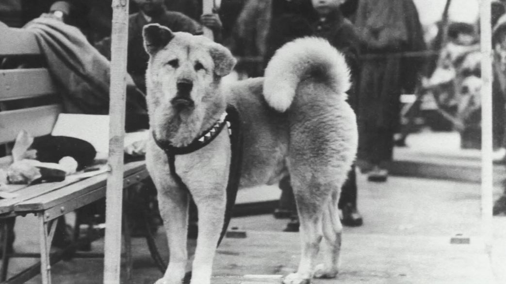 Hachiko