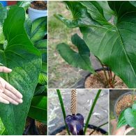 Fakta Menarik Anthurium Watermaliense alias Anthurium Hitam