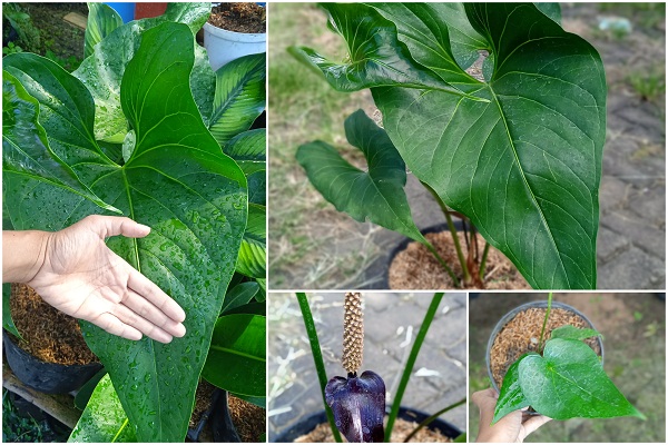 Fakta Menarik Anthurium Watermaliense alias Anthurium Hitam