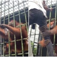 Video Pria Ditarik Orang Utan Viral, Sengaja Bahayakan Nyawa Sendiri Demi Konten