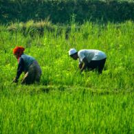 Serba Salah Menjadi Seorang Petani