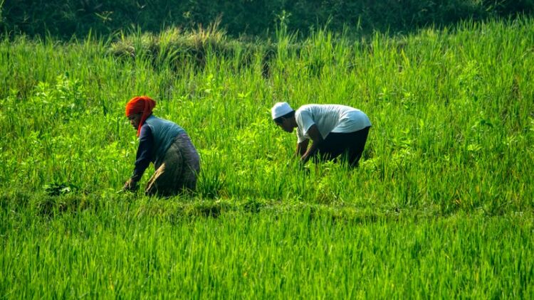 Serba Salah Menjadi Seorang Petani