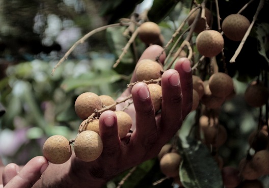 Kebun Kelengkeng