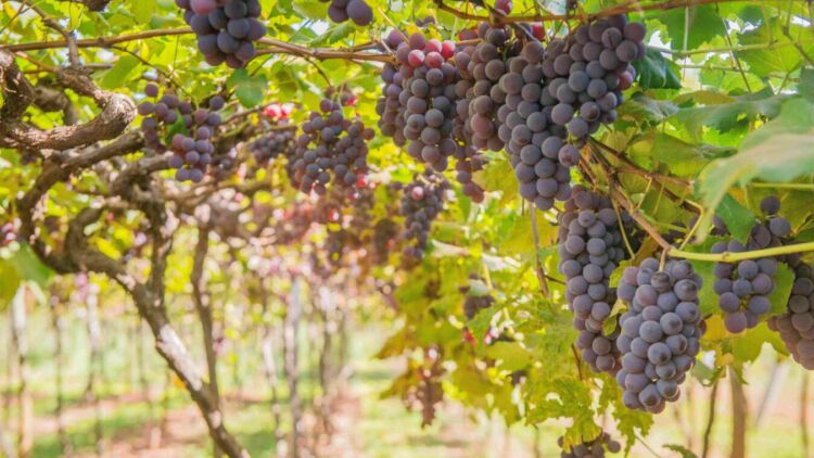 5 Manfaat Buah Anggur bagi Kesehatan dan Kecantikan