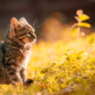 Awal Kedekatanku dengan Kucing yang Berakhir Tragis