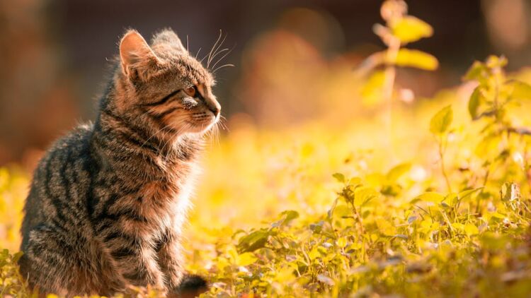 Awal Kedekatanku dengan Kucing yang Berakhir Tragis