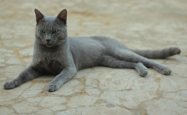 5 Fakta Kucing Busok Asli Indonesia yang Diakui Dunia