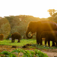 Atraksi Gajah di Way Kambas Ditutup Permanen, Diganti Wisata Edukasi