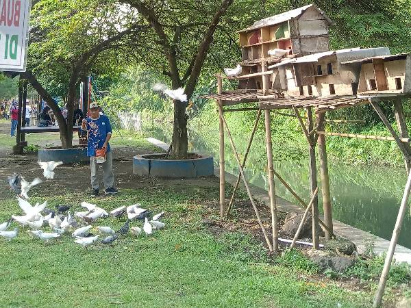 Burung Merpati yang ada di Embung Potorono/Source: doc.pribadi