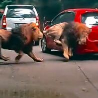 Viral, Singa Tabrak Mobil di Taman Safari Prigen. Reaksi Kocak Pengendara Jadi Sorotan