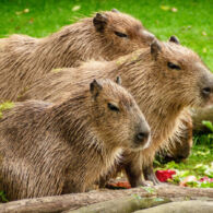 6 Fakta Unik Capybara, Hewan Pengerat Terbesar yang Viral jadi Meme ‘Masbro’