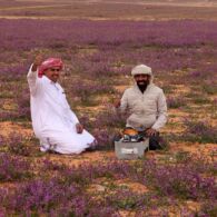 Fenomena Langka, Gurun di Arab Saudi Jadi Hamparan Bunga Lavender