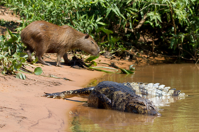 capybara dengan buaya