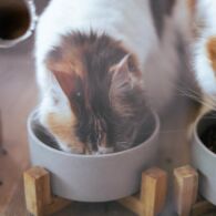 5 Tips Memilih Makanan Kucing Sesuai Kebutuhan dan Kandungannya. Jangan Sembarangan!