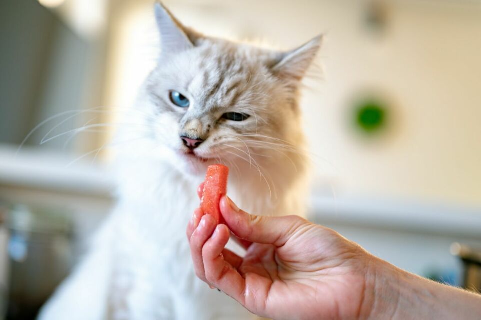 Memberi makan kucing