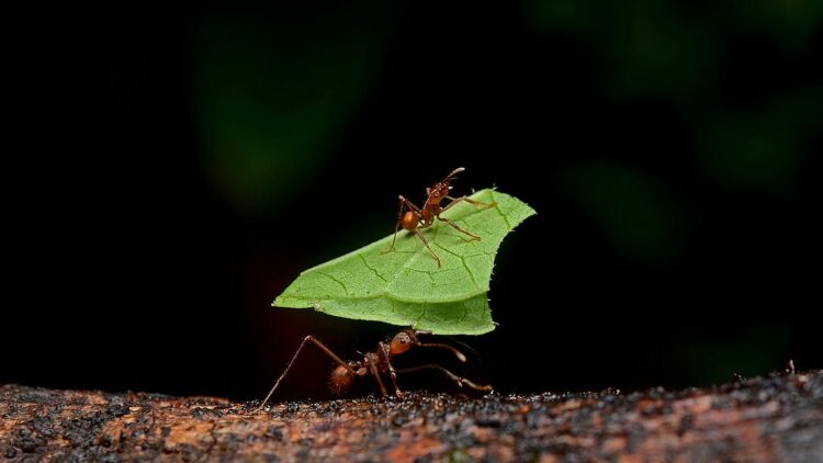 Semut Pengangkut Daun: Kenapa Mereka Membawa Daun?